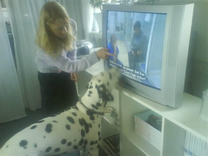 Dalmatiner Jody - Hva laver de der inde ??  billede 17