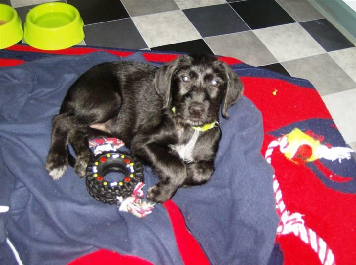 Blanding af racer Laika 18/7 - Har jeg bildæææk?  billede 8