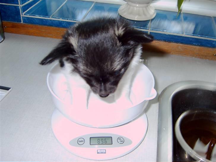 Papillon Chili - Uhh... Hvor stor er jeg.... :) billede 5