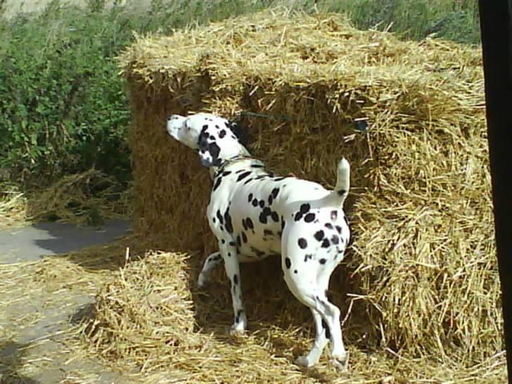 Dalmatiner Jody - Uhhh det klør !!  billede 18