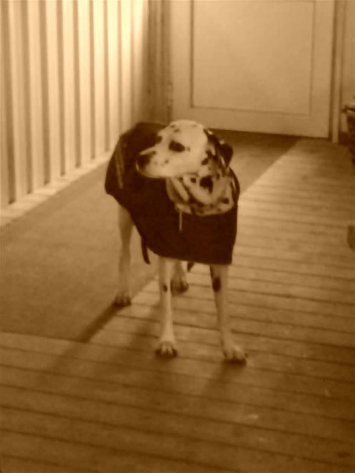 Dalmatiner Jody - Hmmmm ??  billede 19