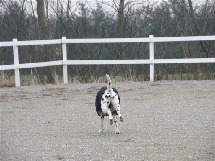 Dalmatiner Jody - Tihi xD Nu smutter Jody men husk lige at bedømme og kommentere hende før i går ;) billede 20