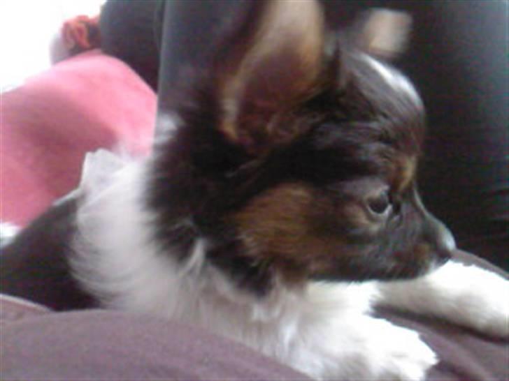 Papillon Chili - Hihi opmærksomheden er høj billede 6