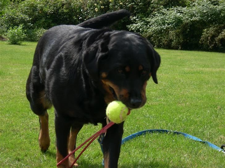 Blanding af racer Tøsen  - Hvem vil lege med mig ?  billede 8