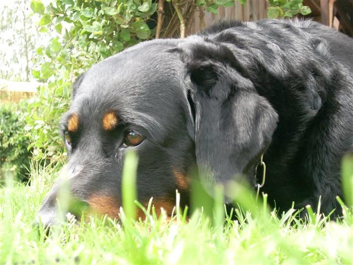 Blanding af racer Tøsen  - Tar en slapper :D billede 9