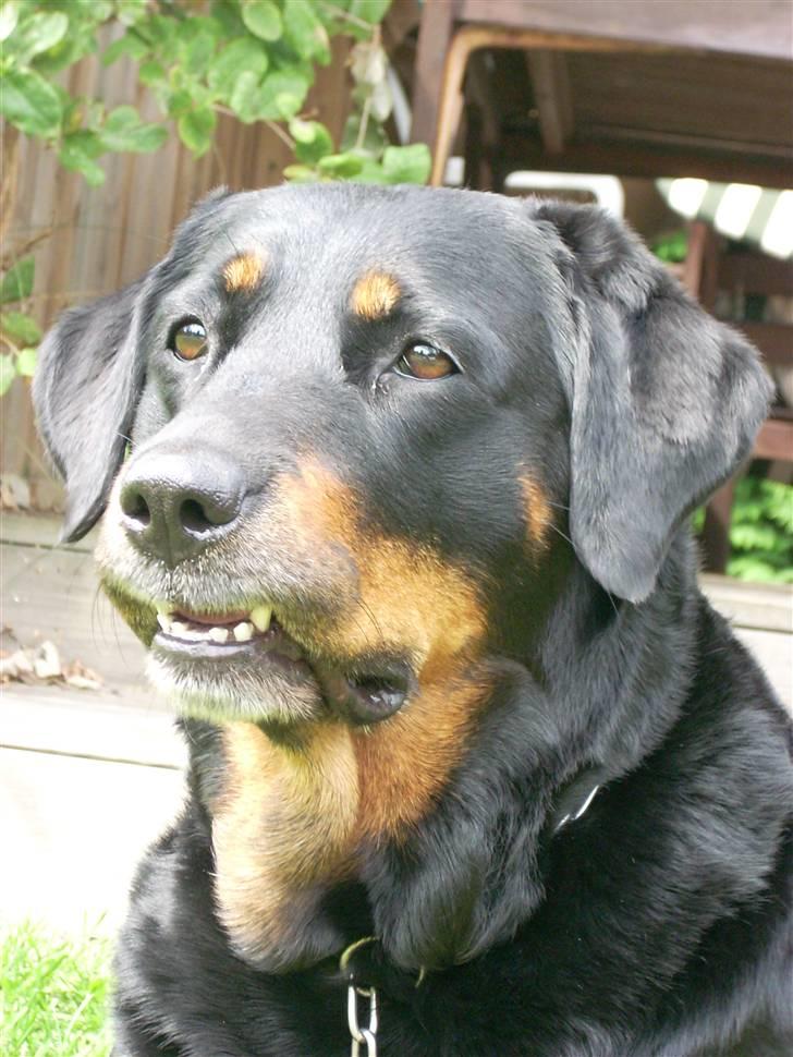 Blanding af racer Tøsen  - Når hun ikke lukker munden ordentlig :p billede 10