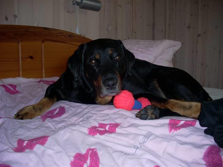 Blanding af racer Tøsen  - Tølle med hende lille baby :p billede 11