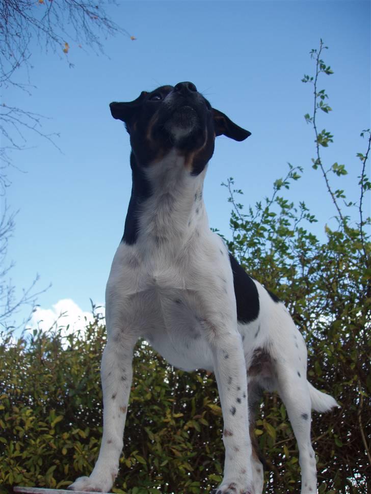 Dansk svensk gaardhund Anton  billede 1