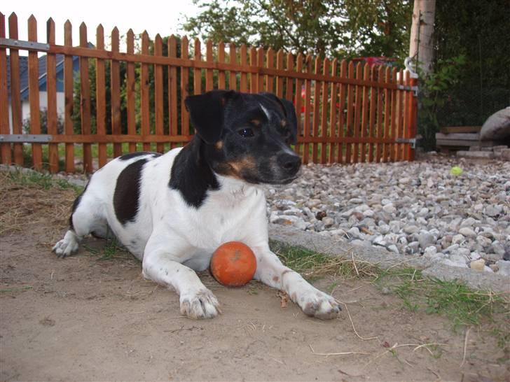 Dansk svensk gaardhund Anton  - Er der nogen der gider prøve at tage bolden fra mig?????? billede 3