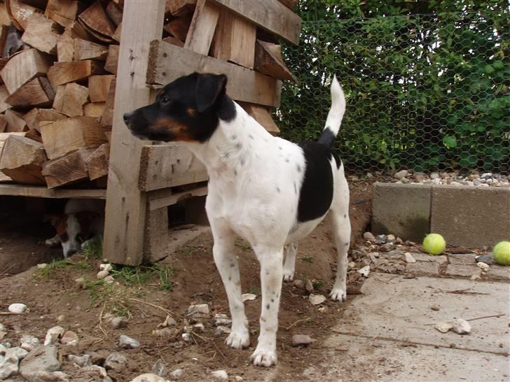 Dansk svensk gaardhund Anton  - Hvor mon Aida blev af??? billede 4