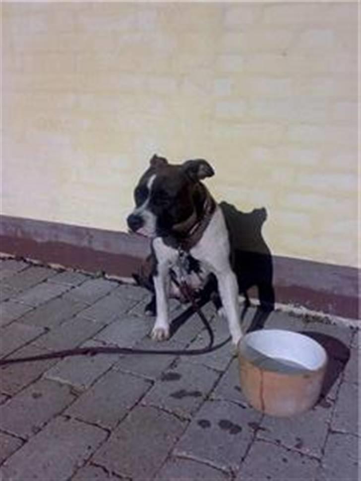 Amerikansk staffordshire terrier Smilla *R.I.P.* feb. 2010 - Sidder lige og nyder solen, og får en slurk vand:0) billede 14