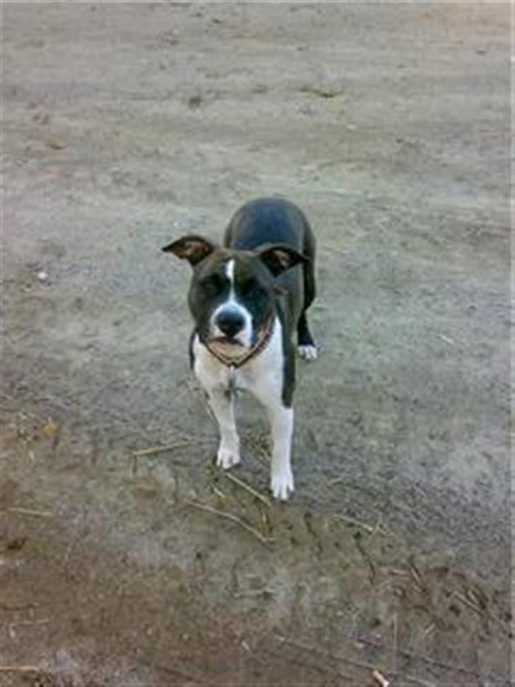 Amerikansk staffordshire terrier Smilla *R.I.P.* feb. 2010 - Øhh hvad..., sagde du noget???? billede 15