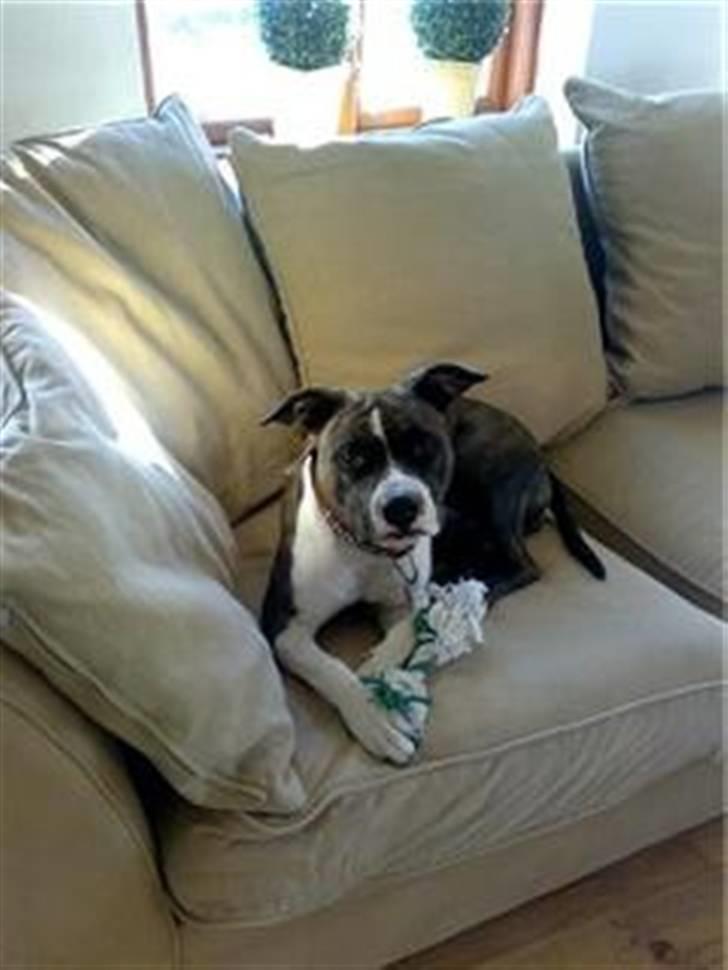 Amerikansk staffordshire terrier Smilla *R.I.P.* feb. 2010 - Ligger lige og leger lidt med bamse:0) billede 16