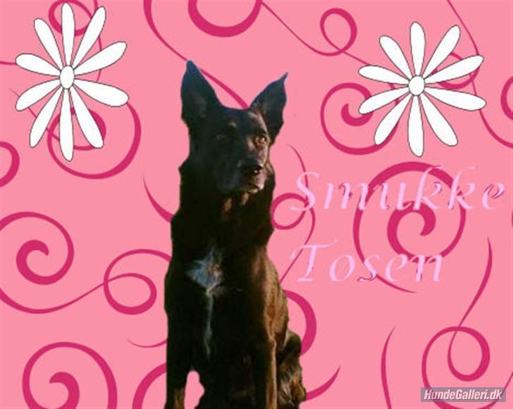 Blanding af racer Tøsen billede 15