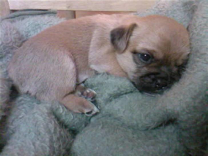 Blanding af racer Vaps R.I.P billede 4