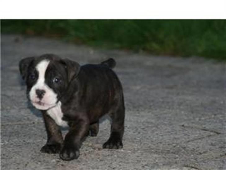 Olde english bulldogge Betzi billede 1