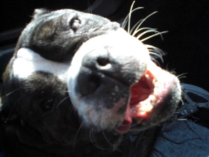 Olde english bulldogge Betzi billede 2