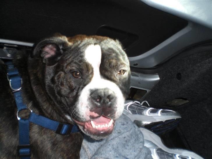 Olde english bulldogge Betzi billede 3