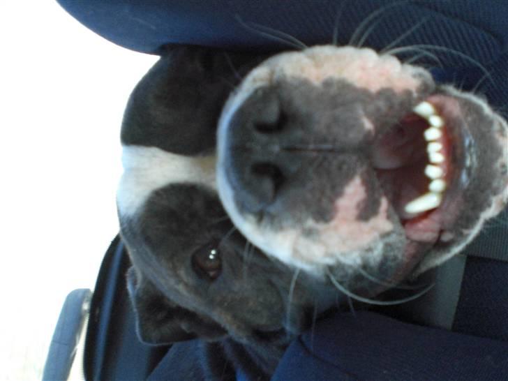 Olde english bulldogge Betzi billede 4