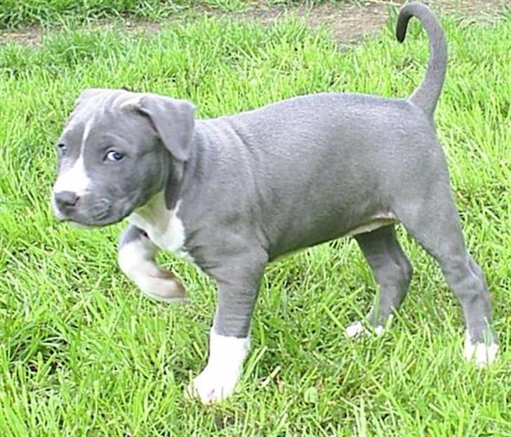 Amerikansk staffordshire terrier minna billede 7