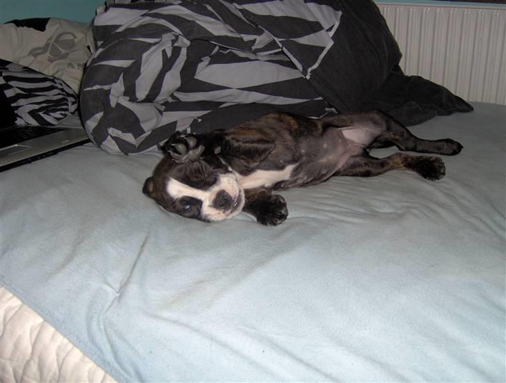 Olde english bulldogge Betzi billede 5