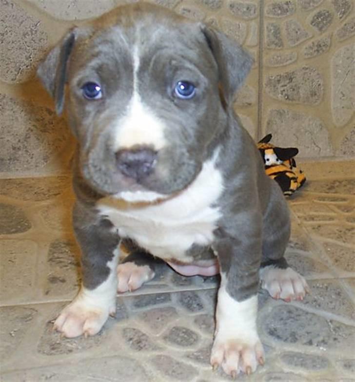 Amerikansk staffordshire terrier minna billede 8