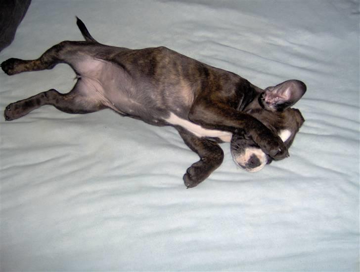 Olde english bulldogge Betzi billede 6