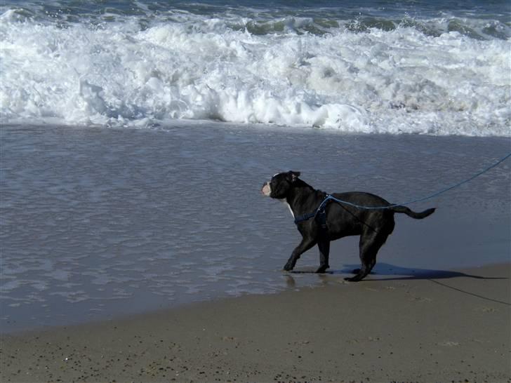 Olde english bulldogge Betzi billede 7