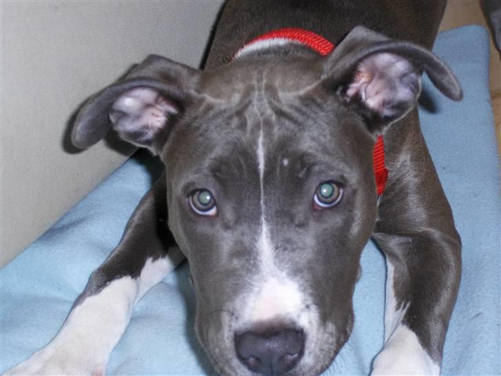 Amerikansk staffordshire terrier minna - skal vi lege billede 9