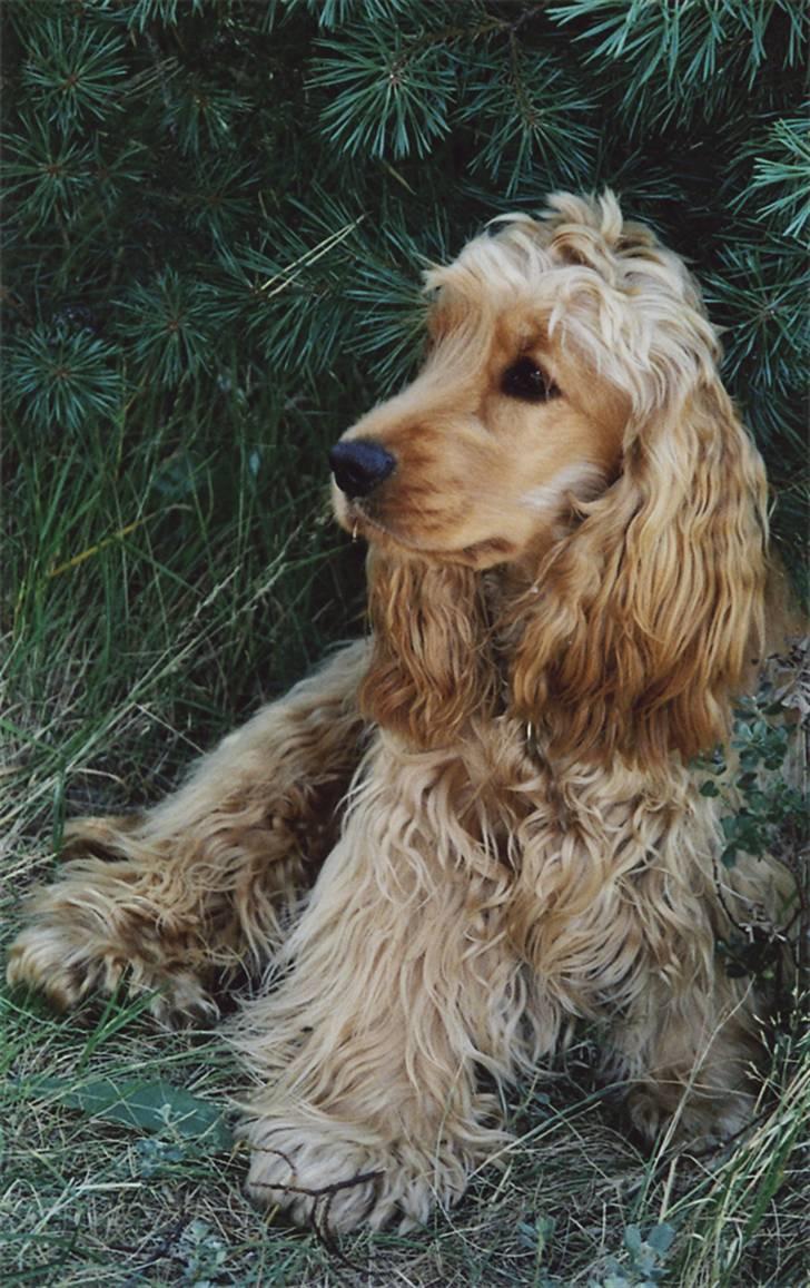 Cocker spaniel  Fie billede 1