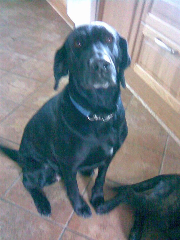 Blanding af racer Tøsen billede 11