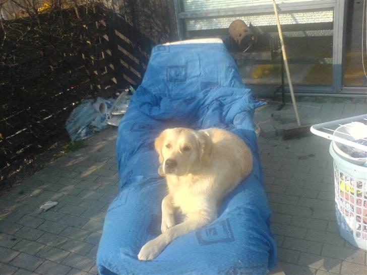 Golden retriever dino - ligger lige og tager sol billede 6