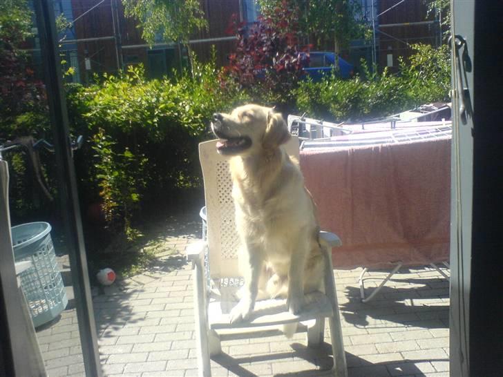 Golden retriever dino - har lige lånt mors have stol billede 9