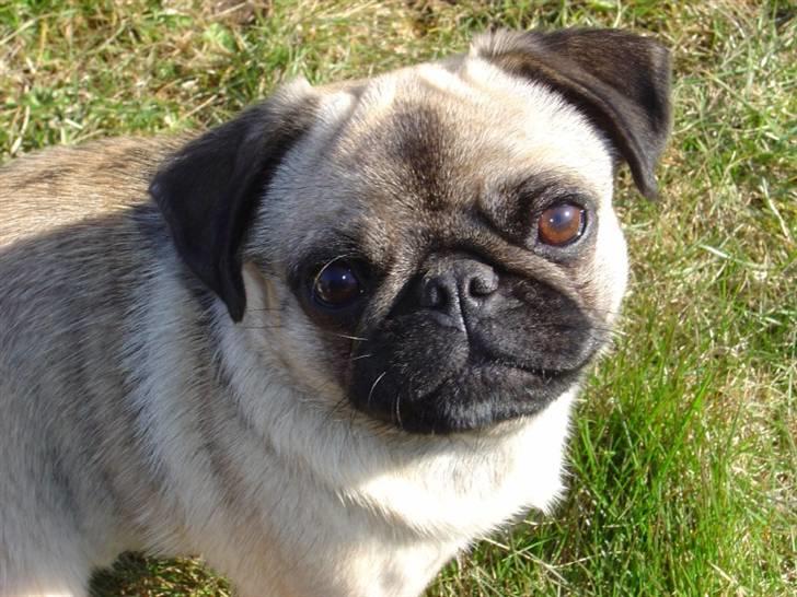 Mops freja - Smukke dejlige Freja billede 1