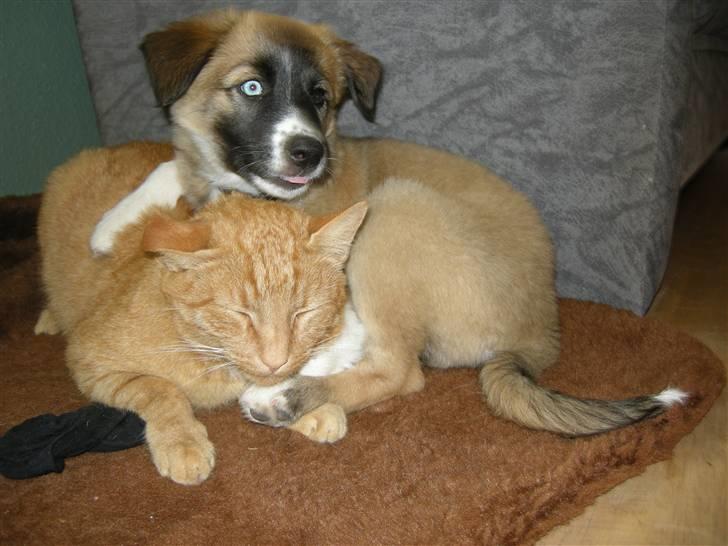 Blanding af racer Mulle billede 13