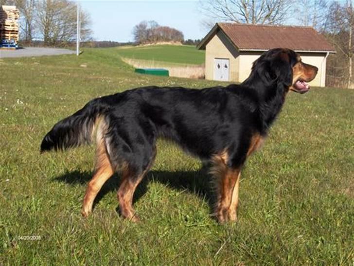 Blanding af racer Luna billede 9