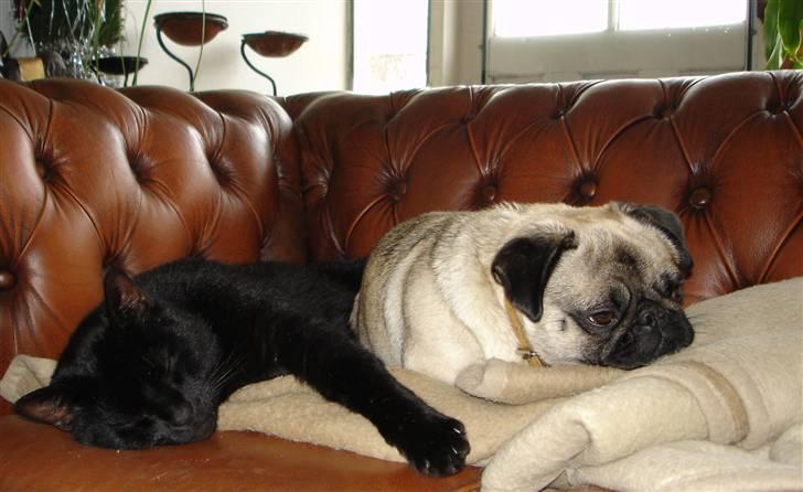 Mops freja - Freja og  Balder hygger billede 2