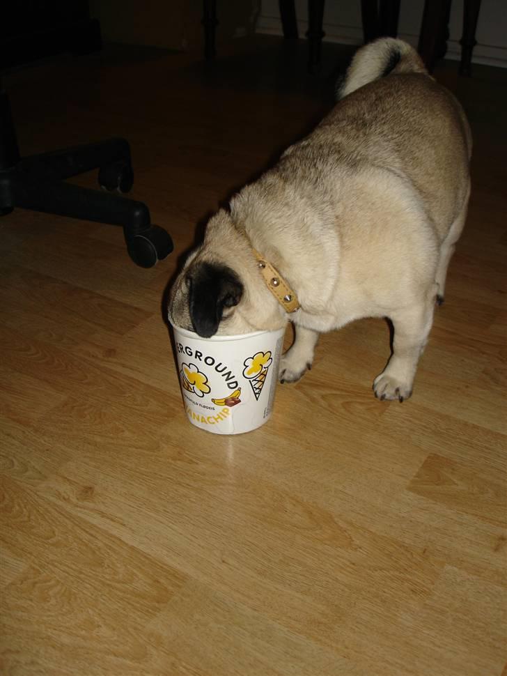 Mops freja - Freja i underground isen billede 3