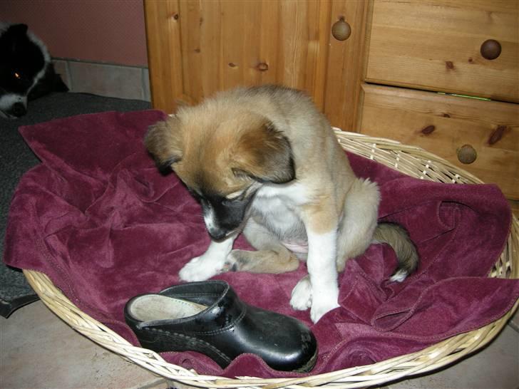 Blanding af racer Mulle - Hvor kommer den sko fra???? billede 14