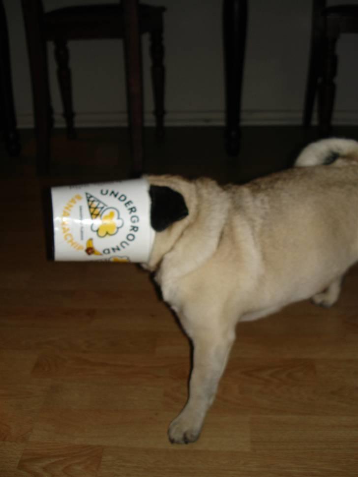 Mops freja - ..og prøver at få det hele med... billede 4