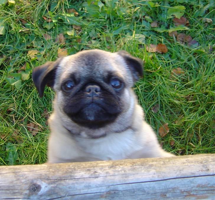 Mops freja - moar jeg vil os med ud!! billede 5