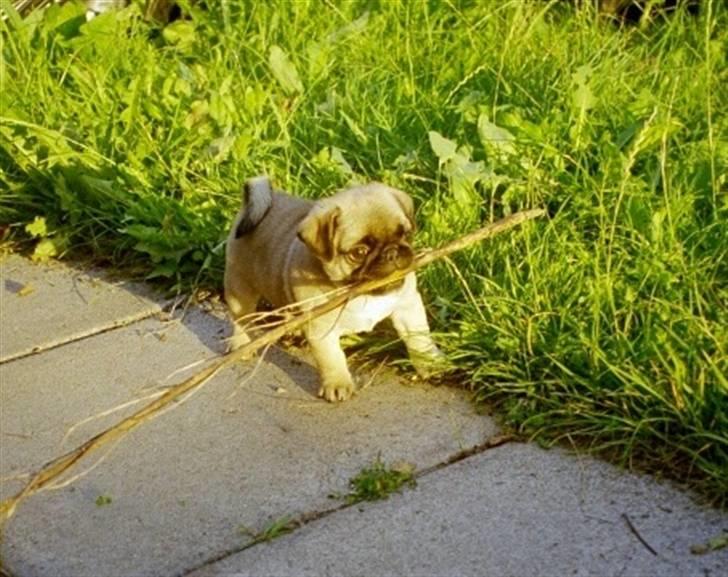 Mops freja - Freja som hvalp billede 6