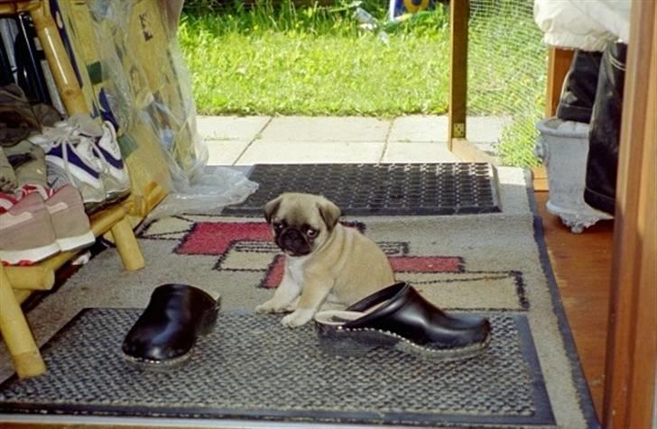 Mops freja - Freja og en str 37 billede 7