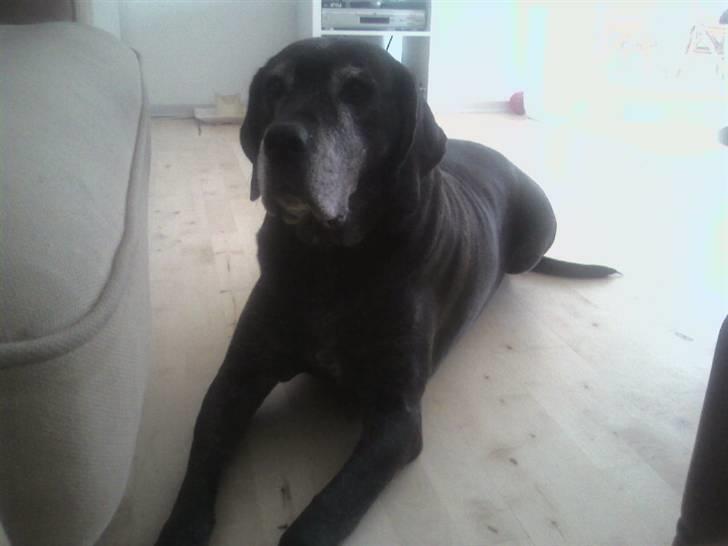 Blanding af racer Freya billede 18