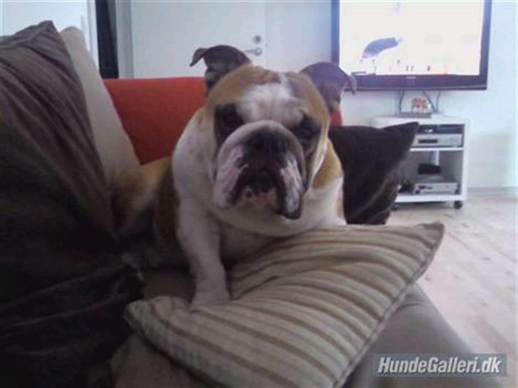 Engelsk bulldog J.J Kaldt Pølle. billede 1