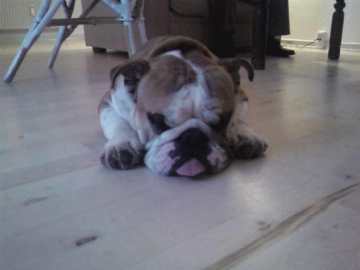 Engelsk bulldog J.J Kaldt Pølle. billede 2