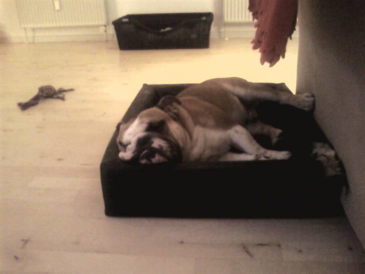 Engelsk bulldog J.J Kaldt Pølle. billede 3