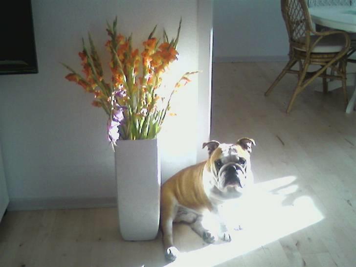 Engelsk bulldog J.J Kaldt Pølle. billede 4