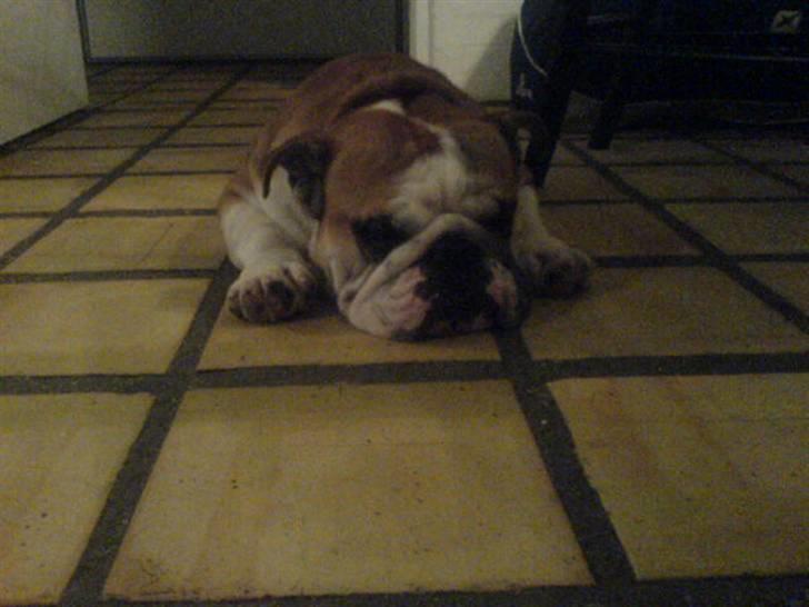 Engelsk bulldog J.J Kaldt Pølle. billede 5