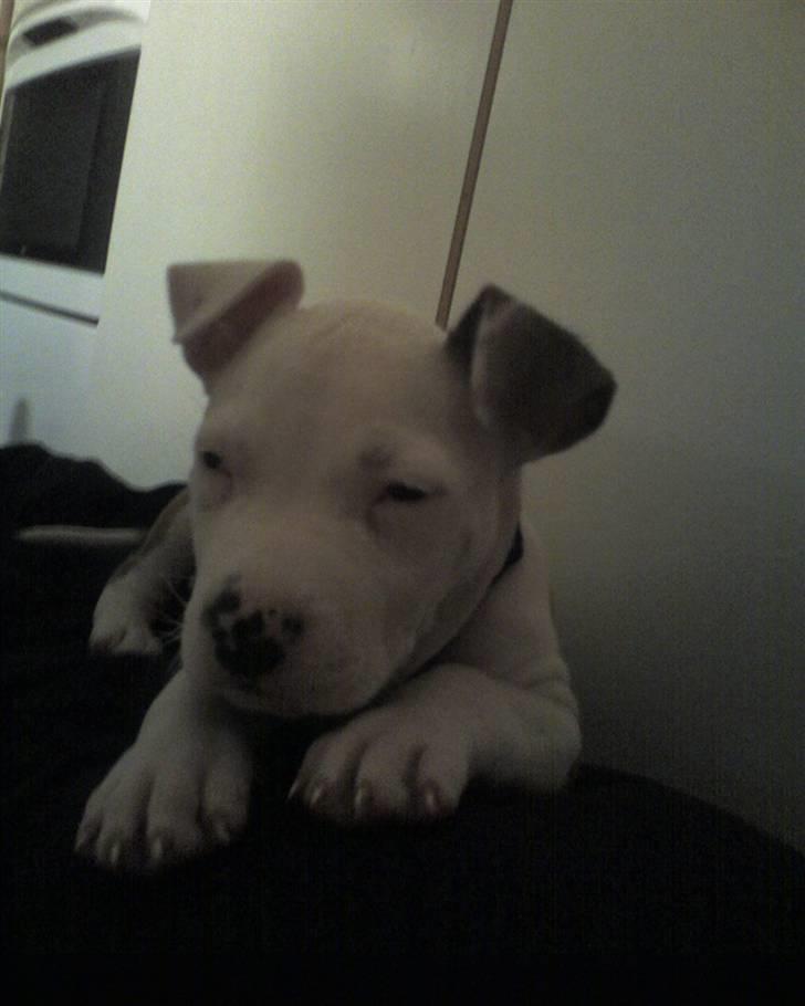 Amerikansk staffordshire terrier Kila billede 10